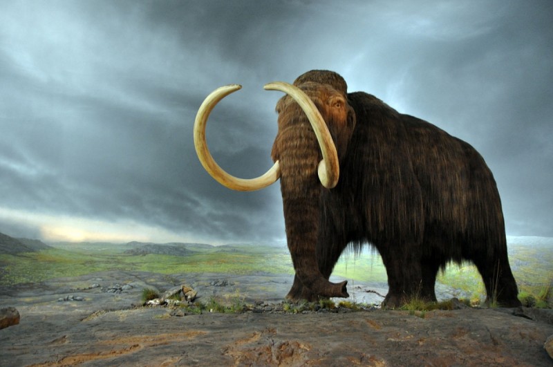 woolly-mammoth